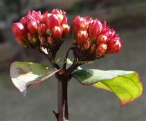  Inflorescence (Corymbose cyme)